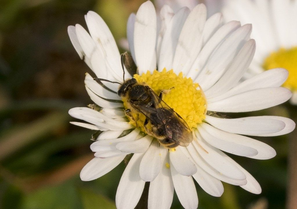 Aiuto per identificazione