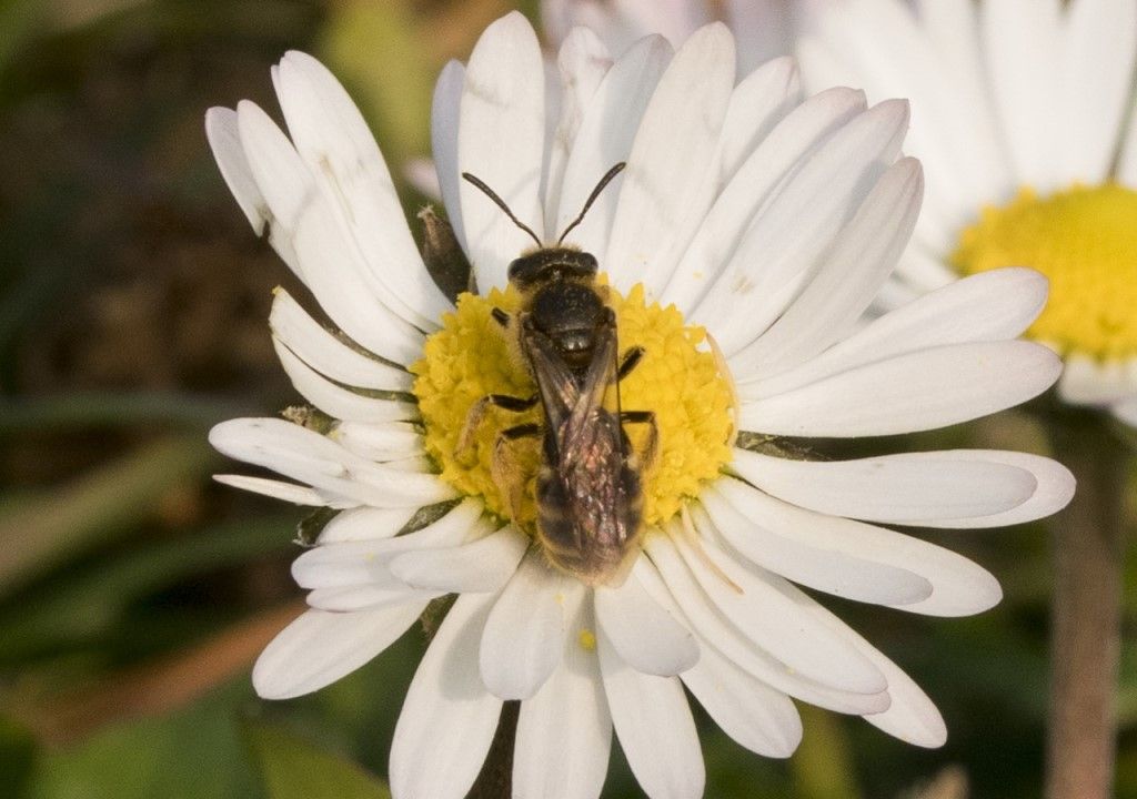 Aiuto per identificazione