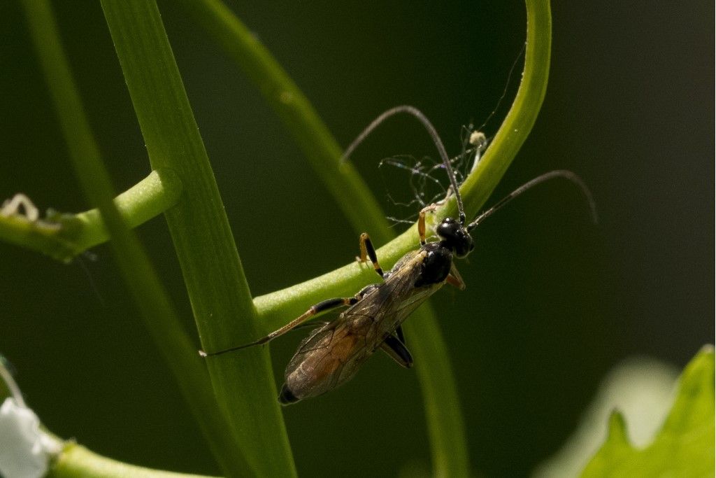 Aiuto per identificazione