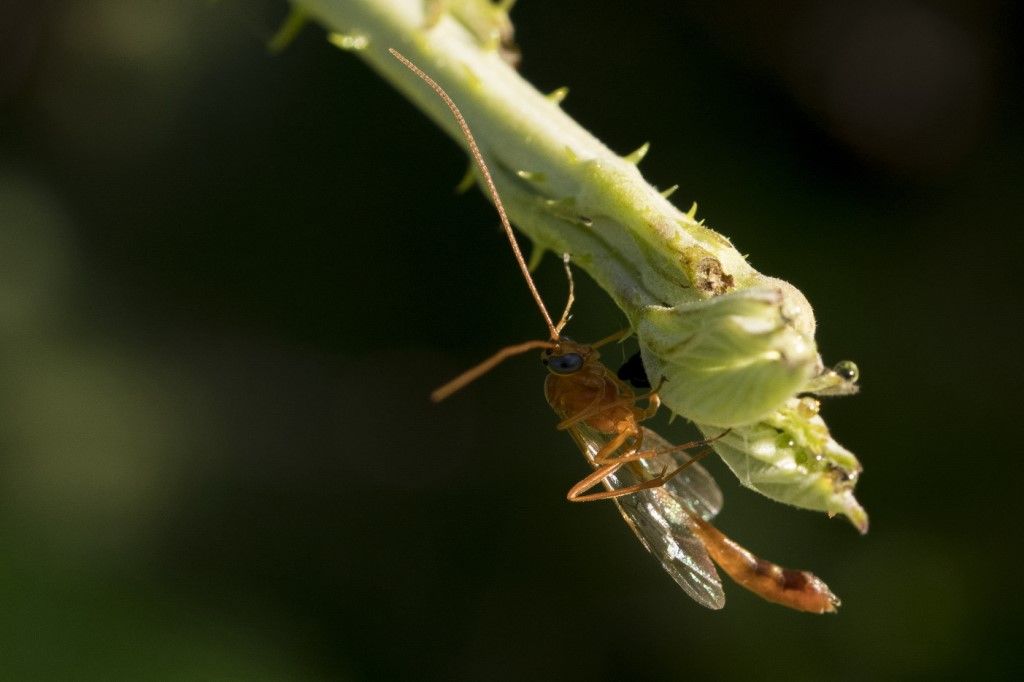 Aiuto per identificazione probabile Ichneumonidae