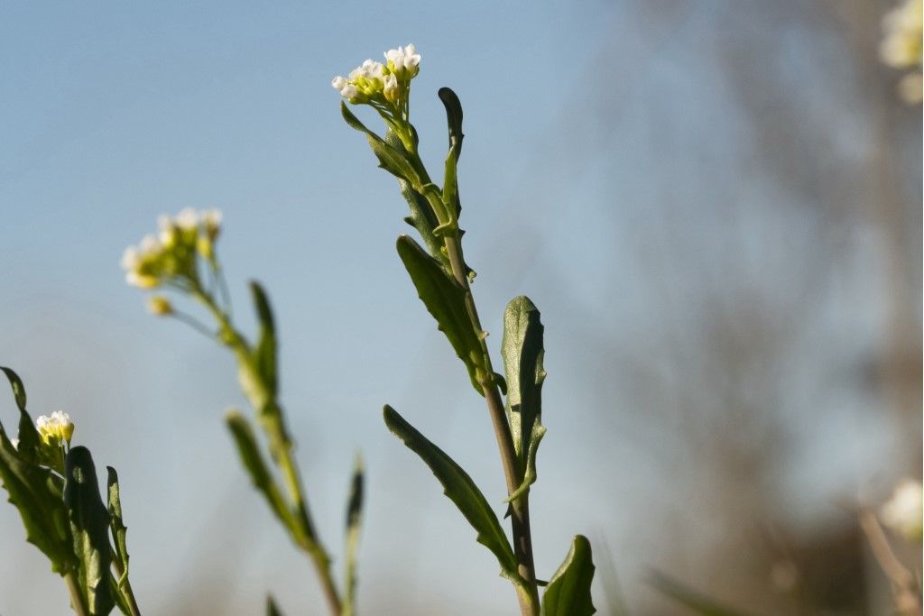 Arabis Hirsuta ?