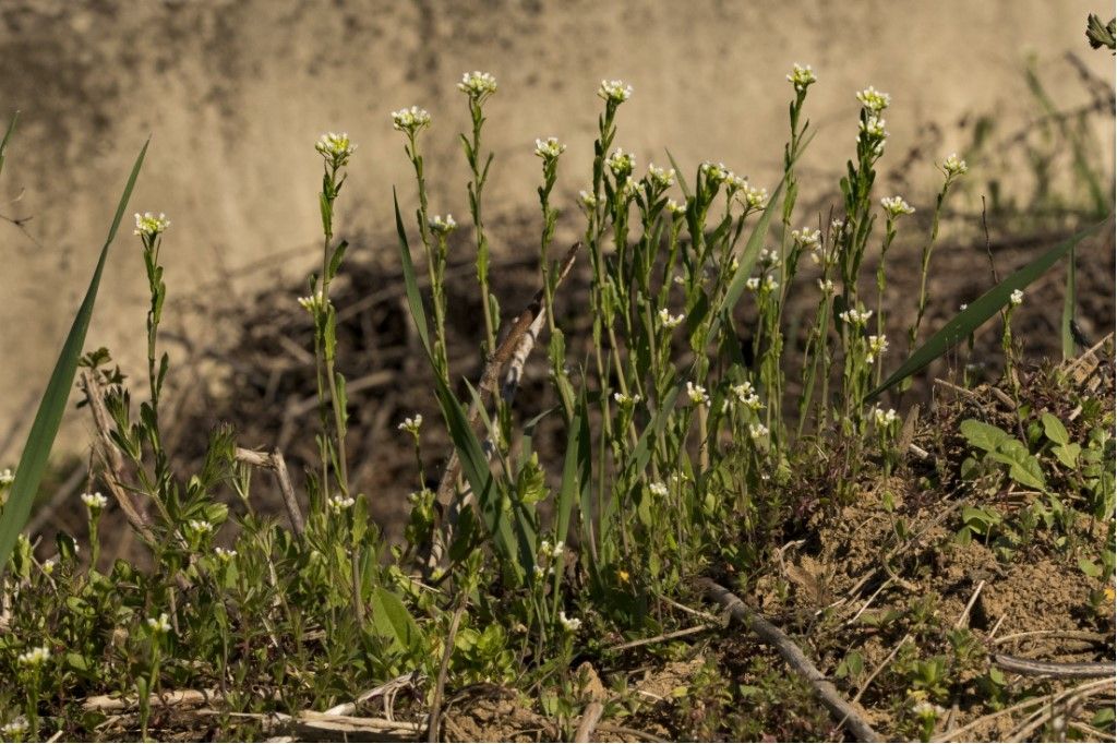 Arabis Hirsuta ?