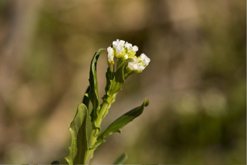 Arabis Hirsuta ?