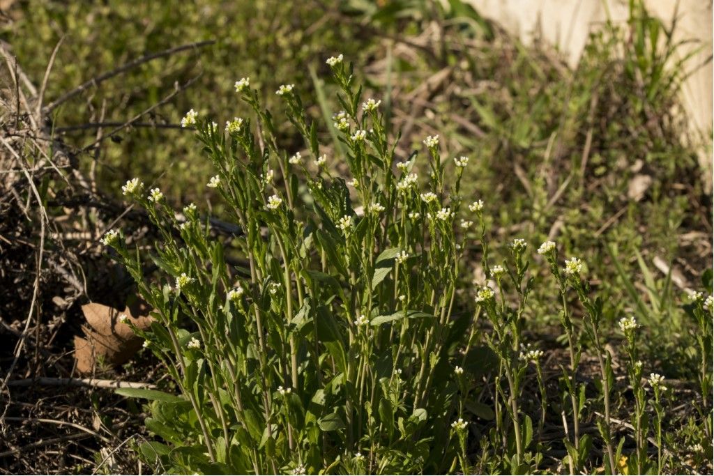 Arabis Hirsuta ?