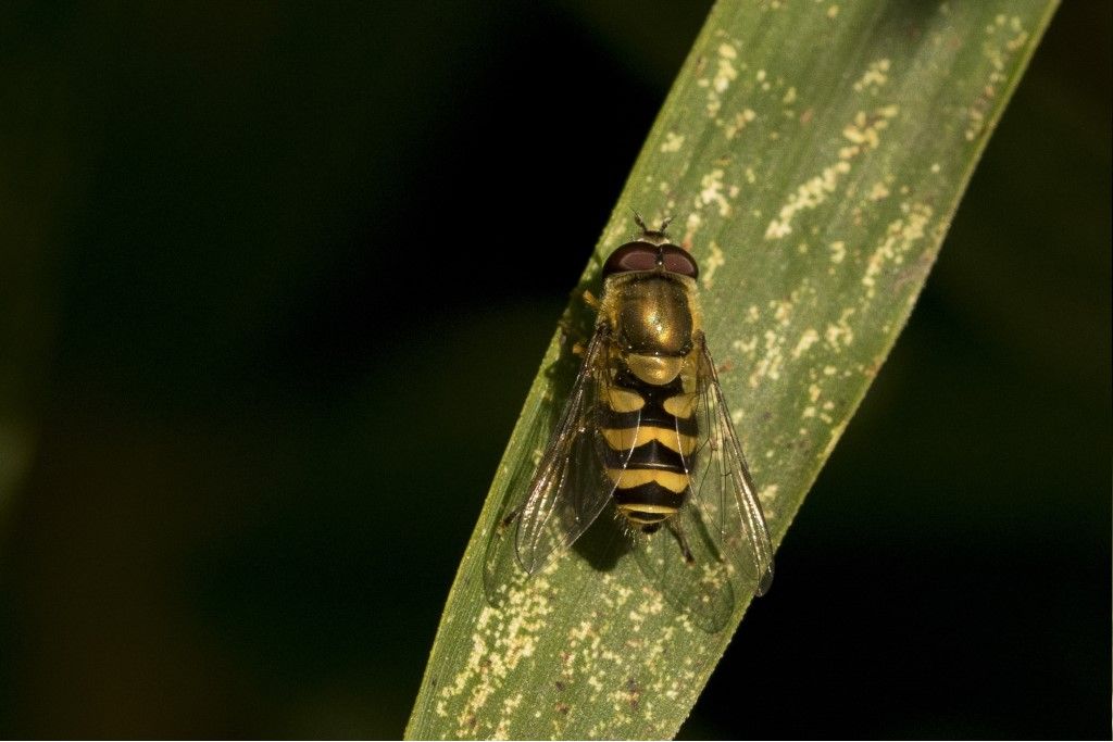 Syrphidae da identificare