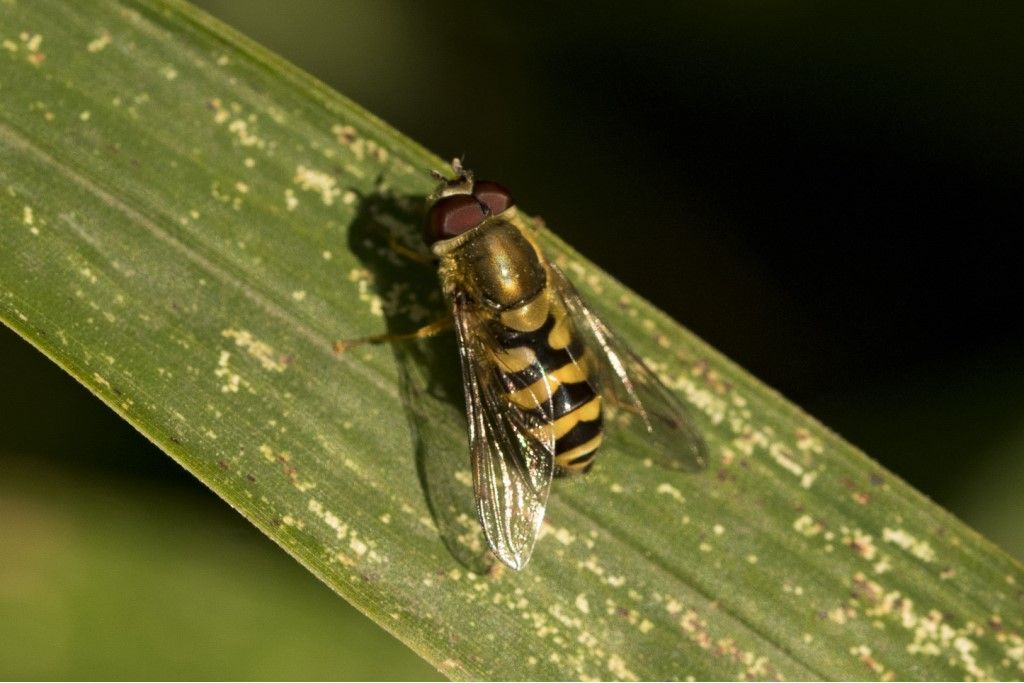 Syrphidae da identificare