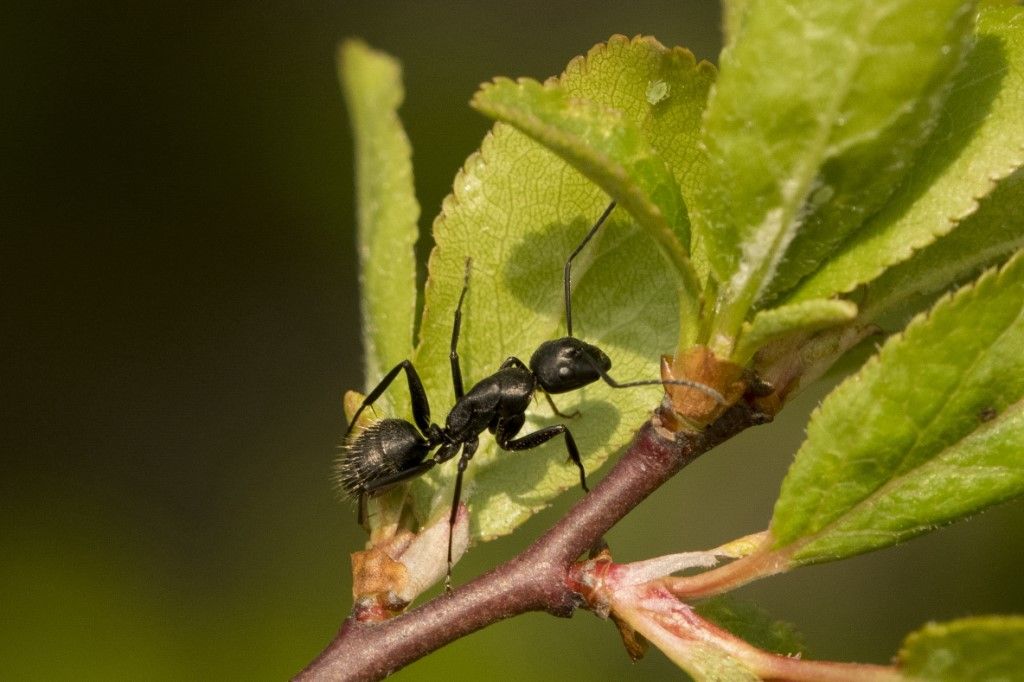 Grossa formica da identificare