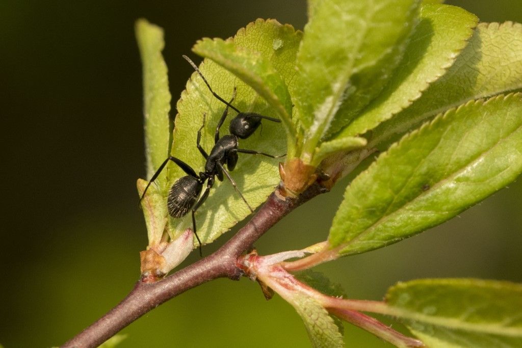 Grossa formica da identificare