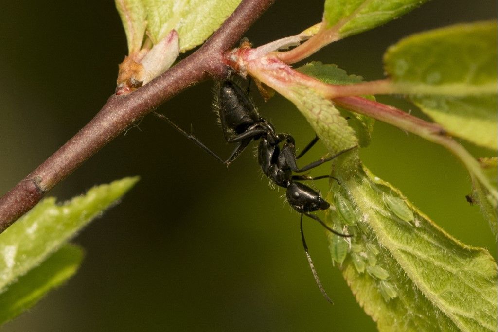 Grossa formica da identificare