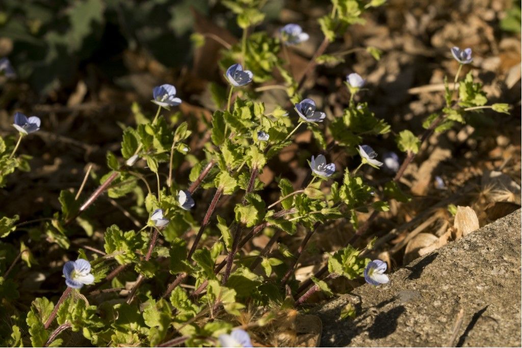 Veronica persica ?