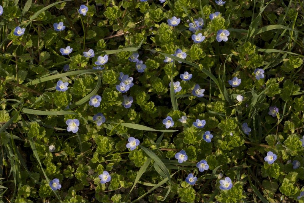 Veronica persica ?