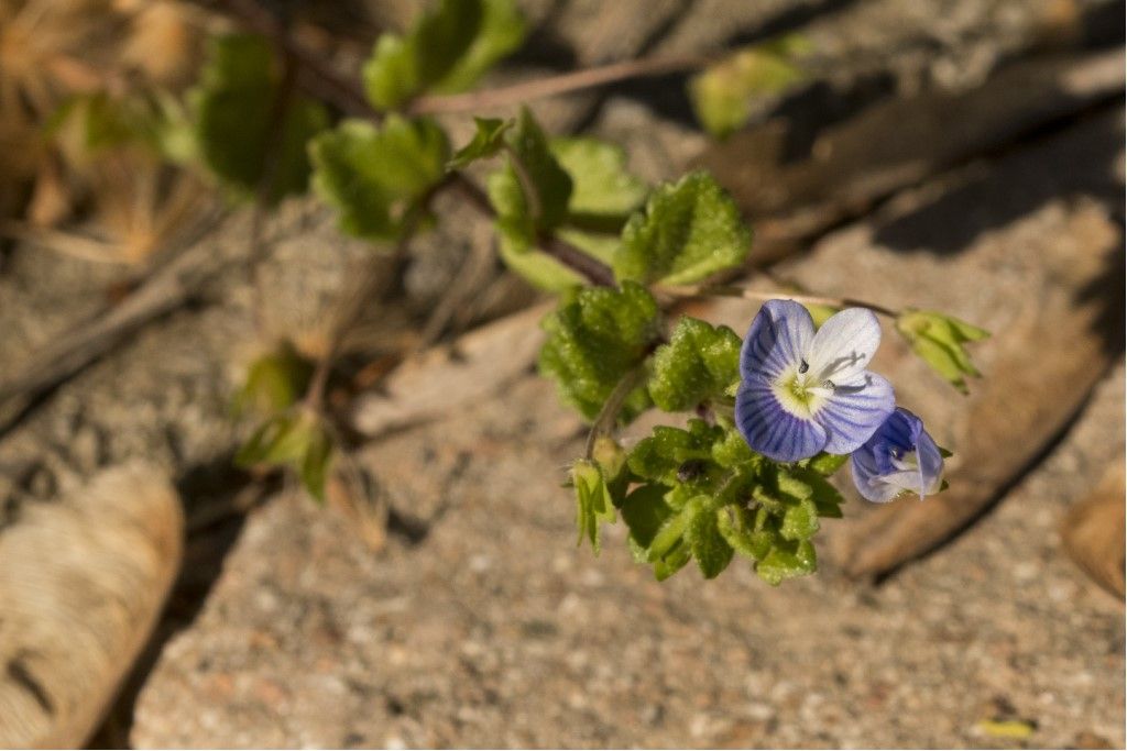 Veronica persica ?