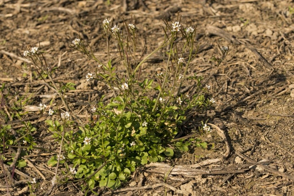 Cardamine hirsuta