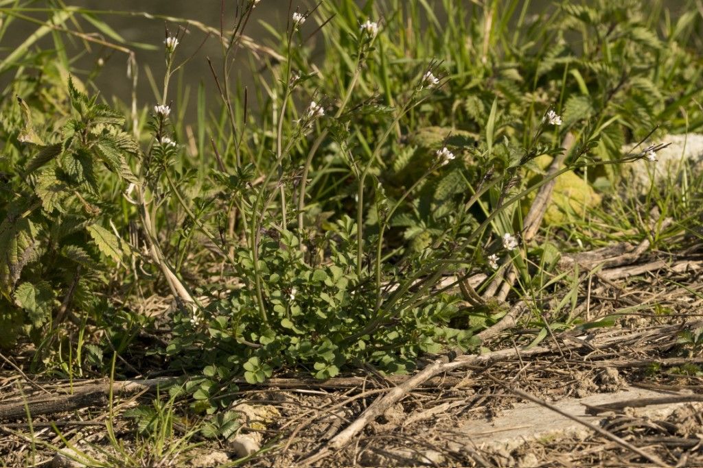 Cardamine hirsuta