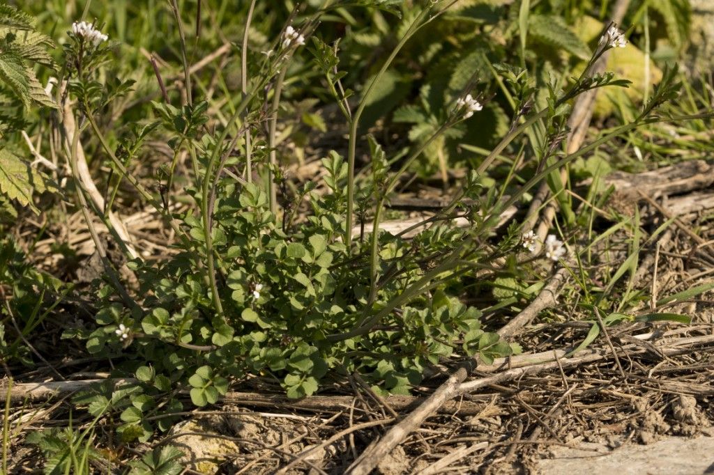 Cardamine hirsuta