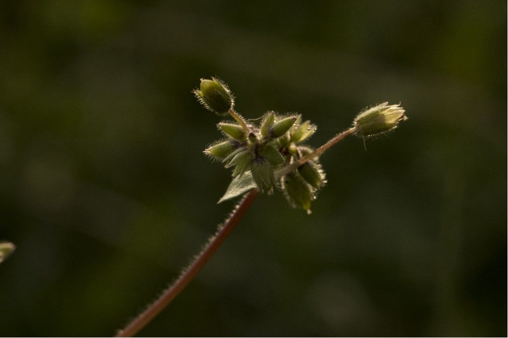 Pianta da determinare (3)