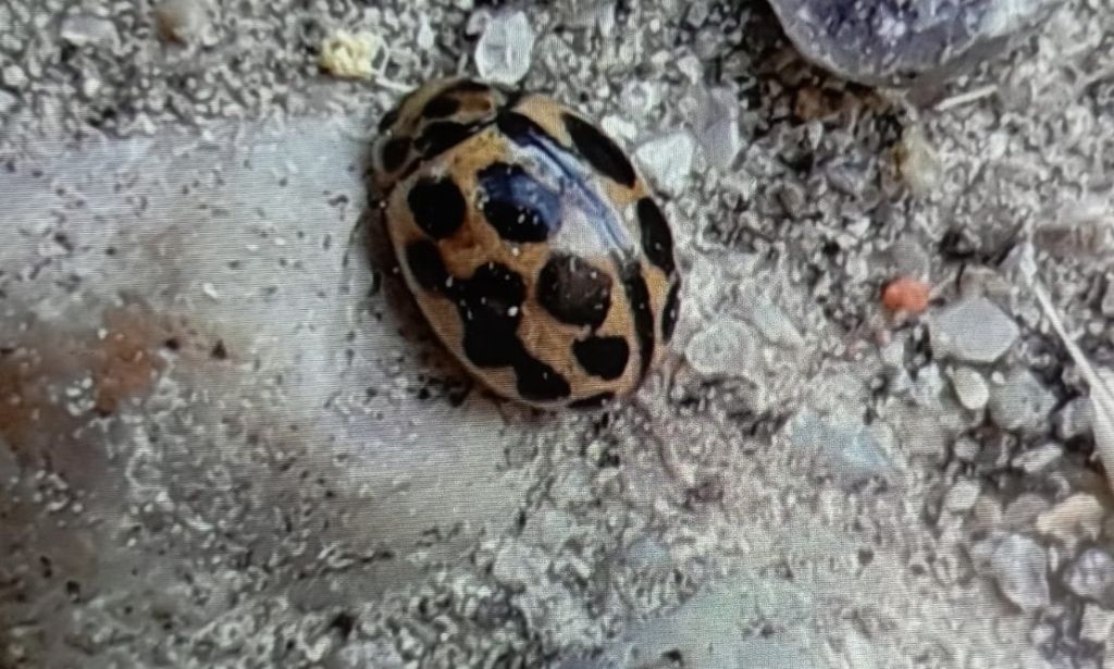 Coccinellidae: Tytthaspis sedecimpunctata