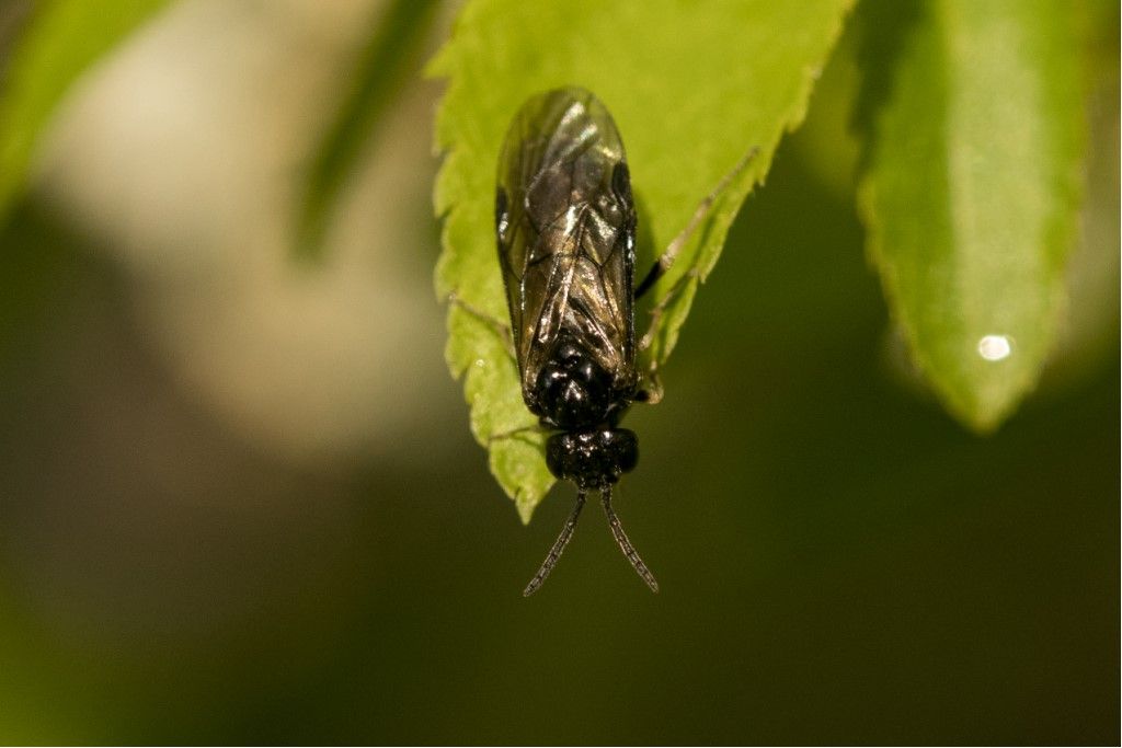 Hymenoptera Tenthredinidae da identificare: prob. Birka cinereipes