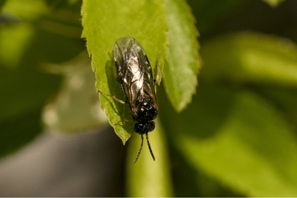 Hymenoptera Tenthredinidae da identificare: prob. Birka cinereipes
