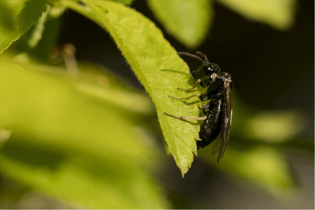 Hymenoptera Tenthredinidae da identificare: prob. Birka cinereipes