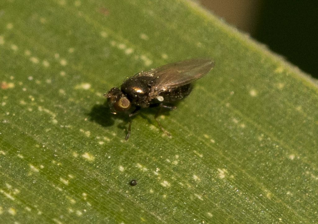 Piccolissima diptera da identificare