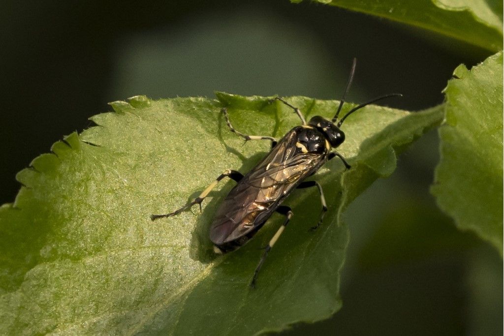 Tenthredinidae da identificare: Macrophya sp. (albicincta vs. alboannulata)