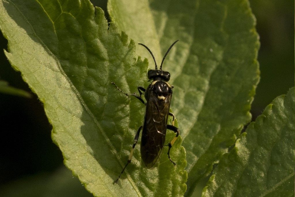 Tenthredinidae da identificare: Macrophya sp. (albicincta vs. alboannulata)