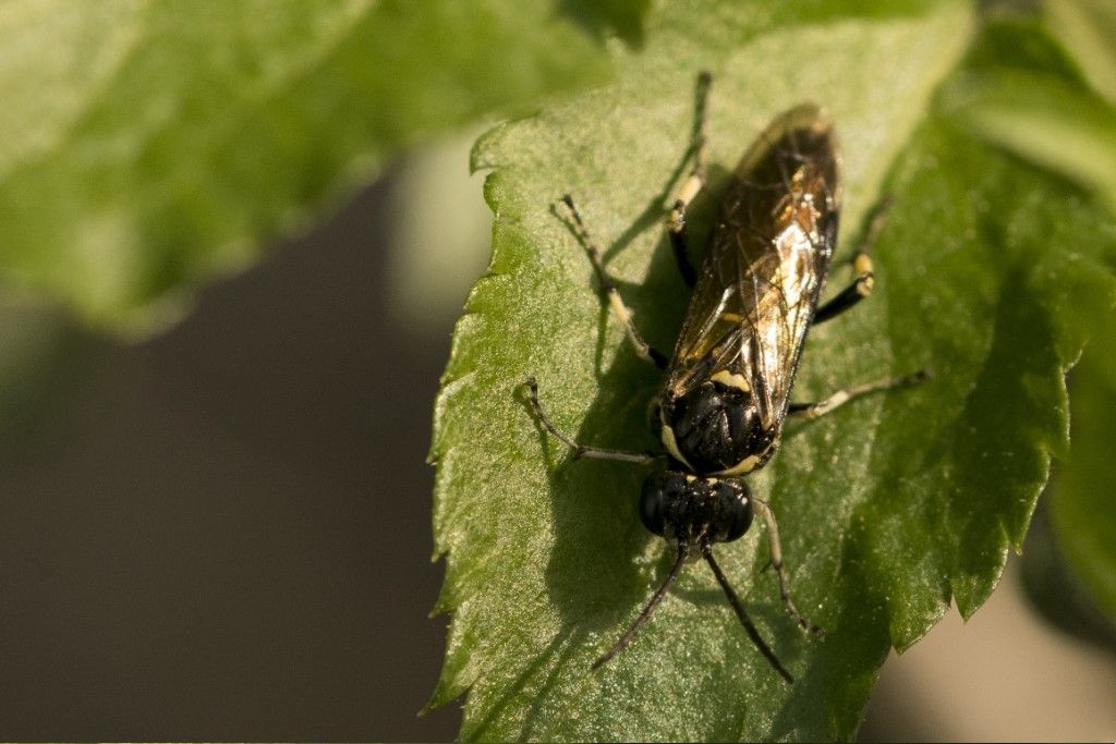 Tenthredinidae da identificare: Macrophya sp. (albicincta vs. alboannulata)