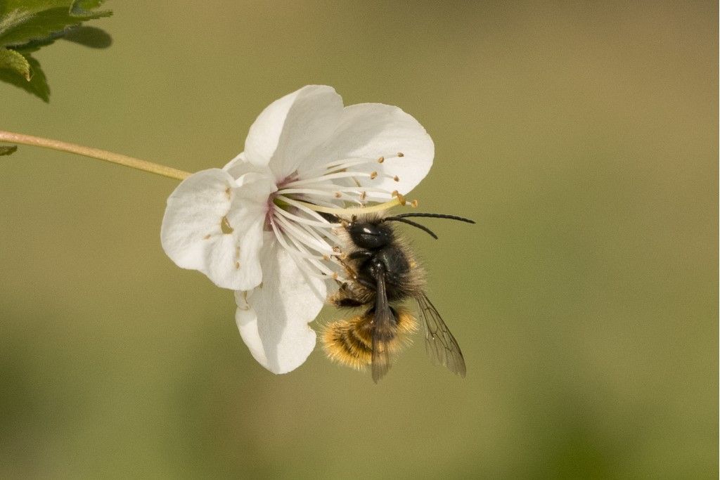 Osmia rufa ?