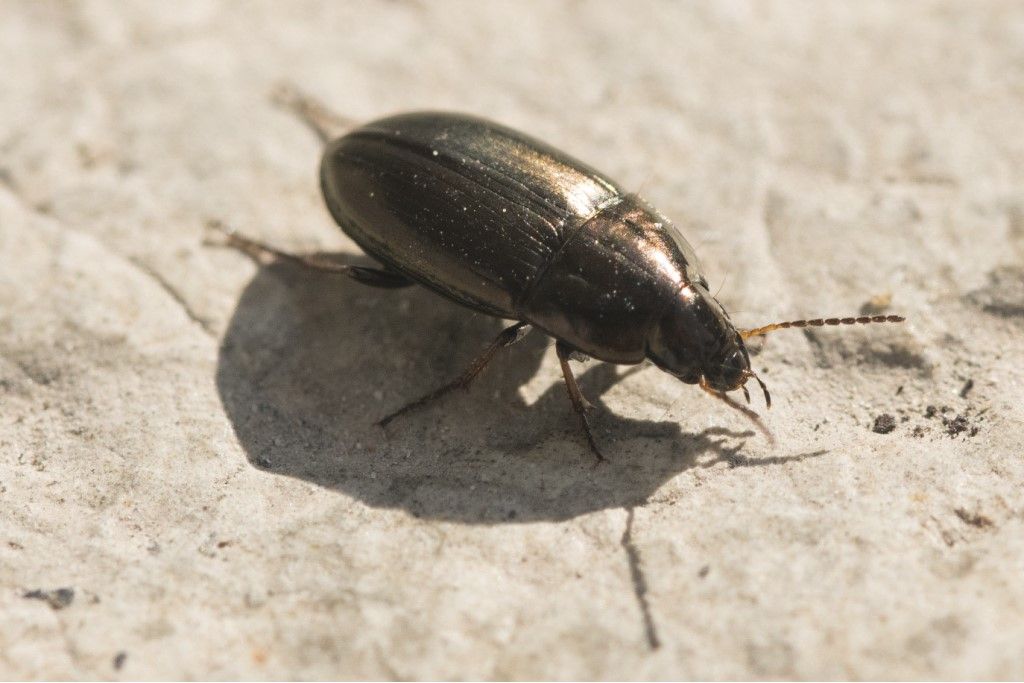 Carabidae: Amara aenea