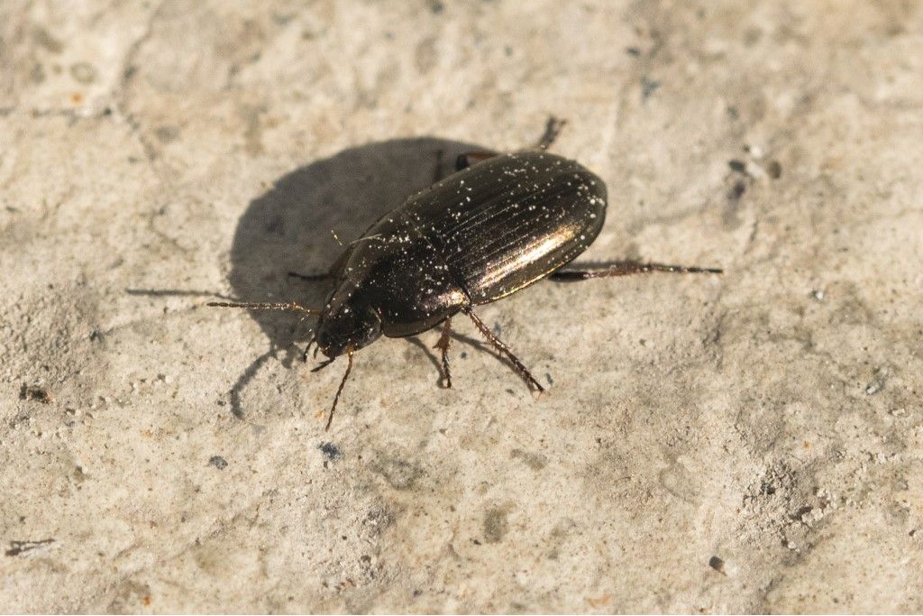 Carabidae: Amara aenea