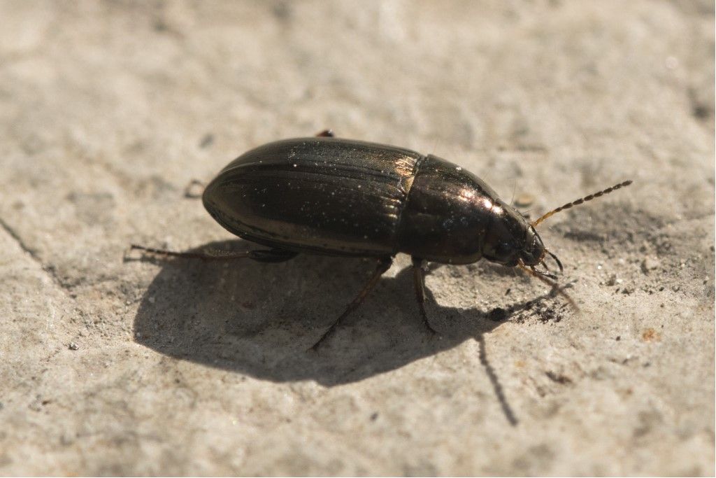 Carabidae: Amara aenea