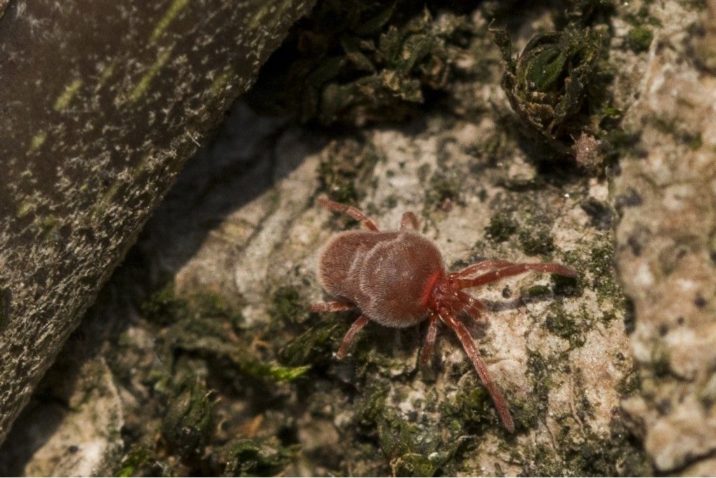 Aiuto per identificazione