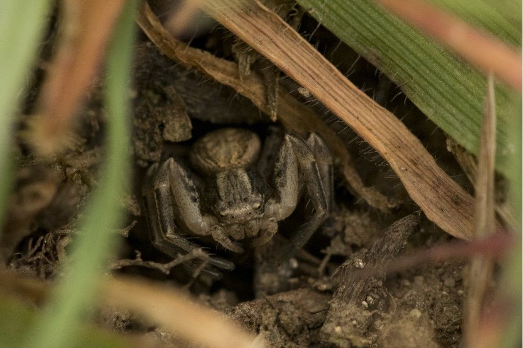 Thomisidae da identificare