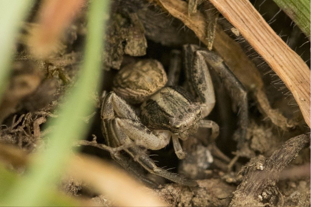 Thomisidae da identificare