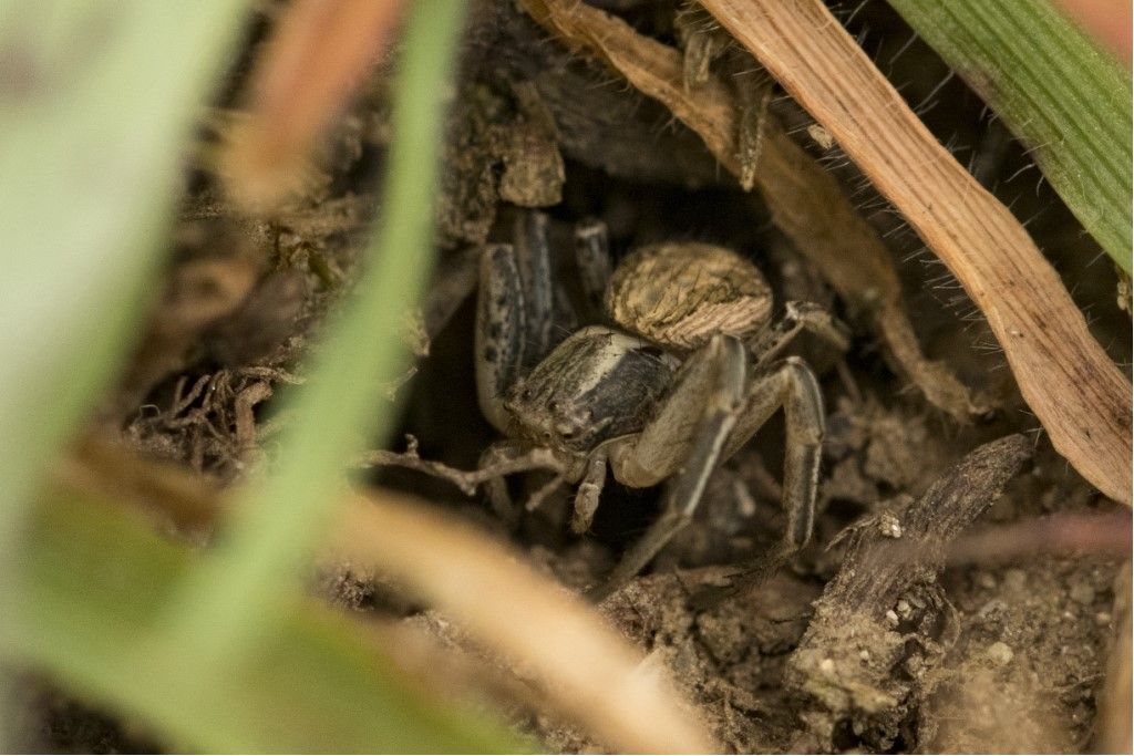 Thomisidae da identificare