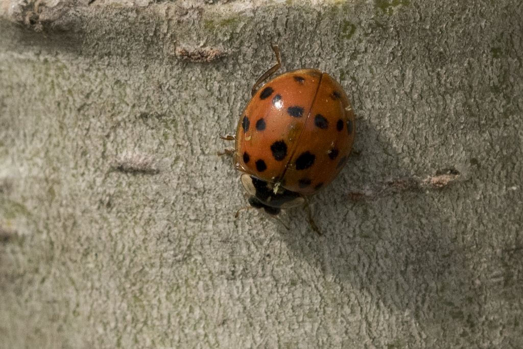 Coccinellidae: Harmonia axyridis