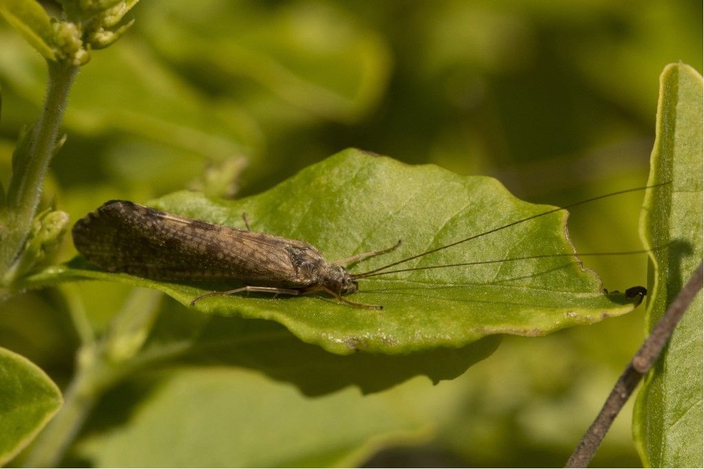 Rhyacophilidae da identificare