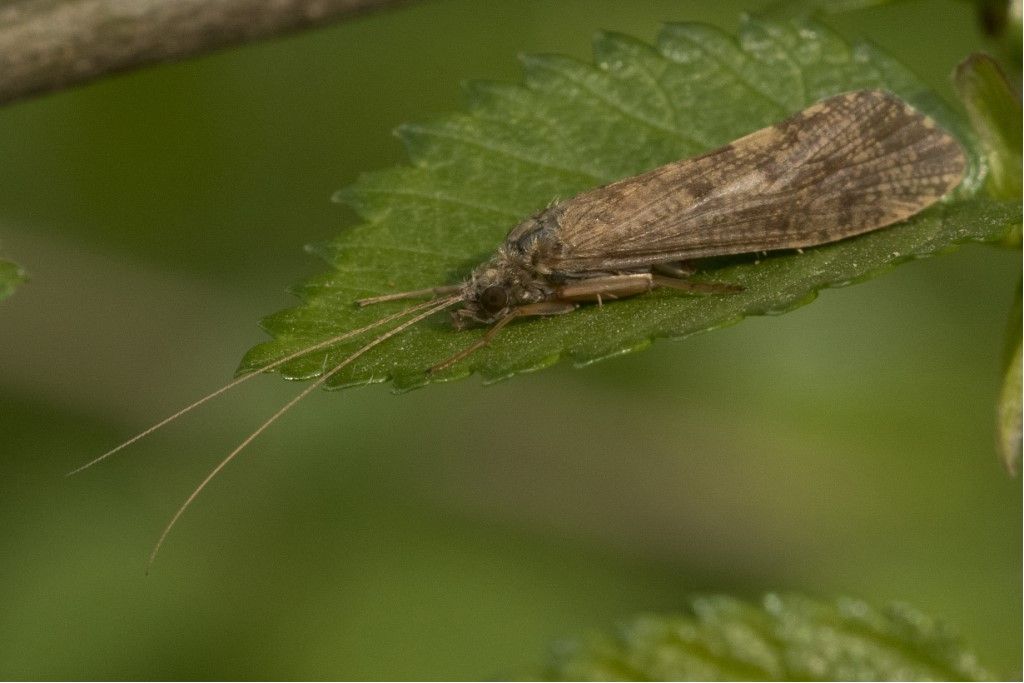 Rhyacophilidae da identificare