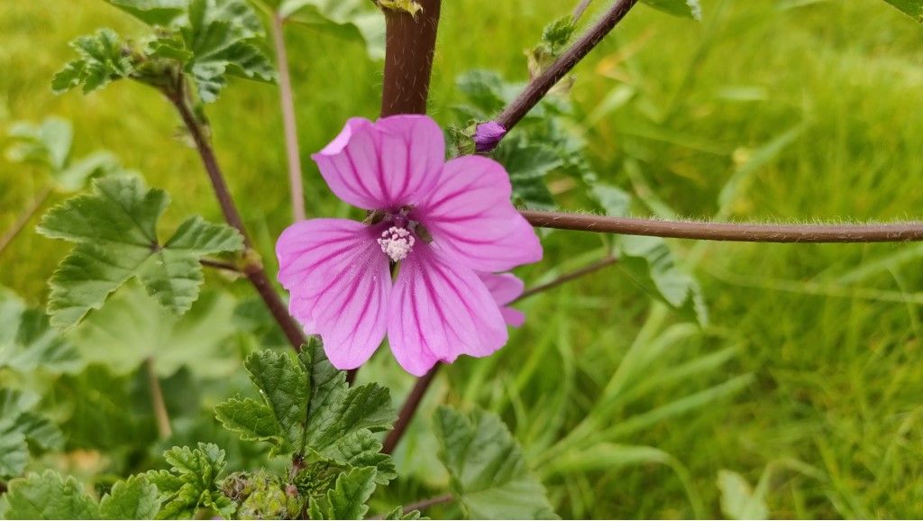 Malva da identificare