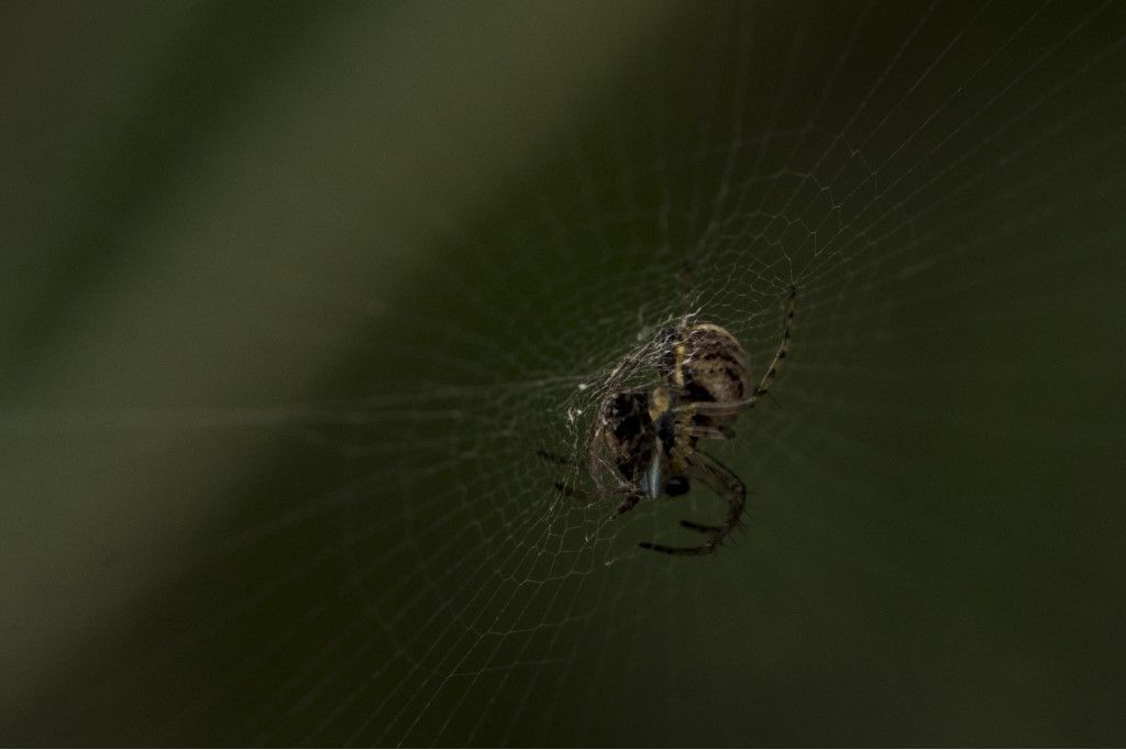 NEOSCONA ADIANTA ?
