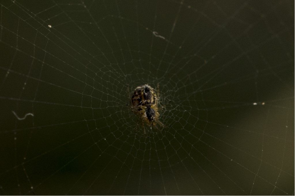 NEOSCONA ADIANTA ?