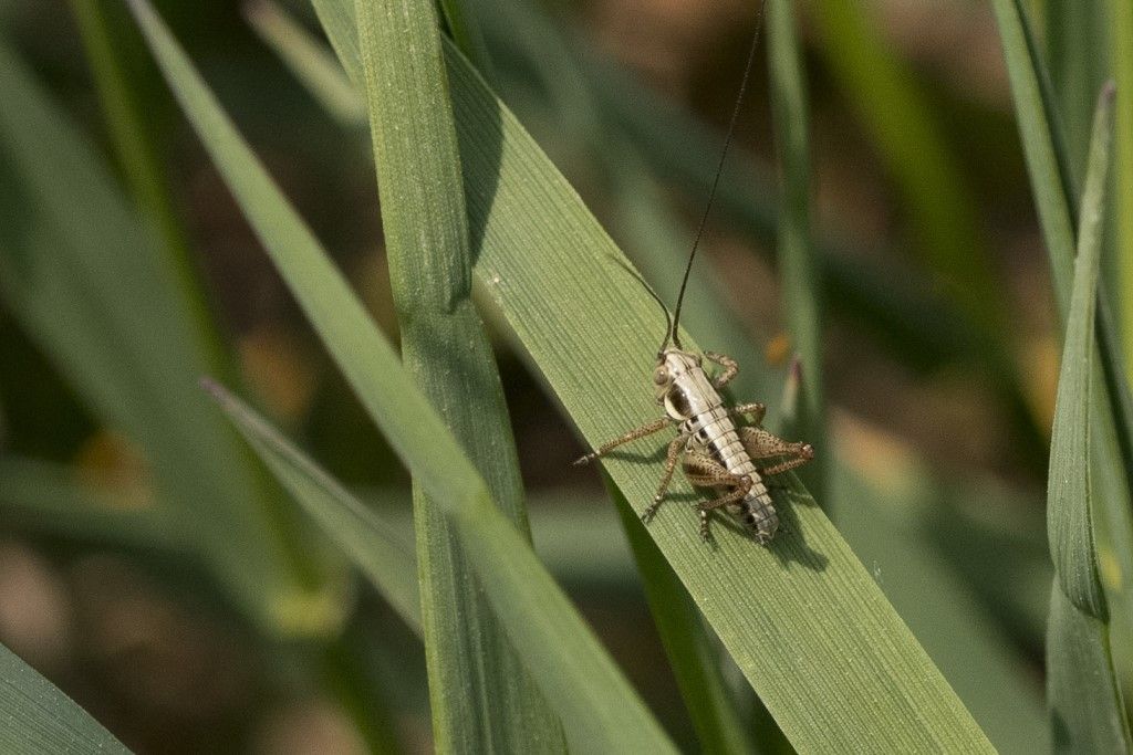 Neanide di Yersinella raymondi ?
