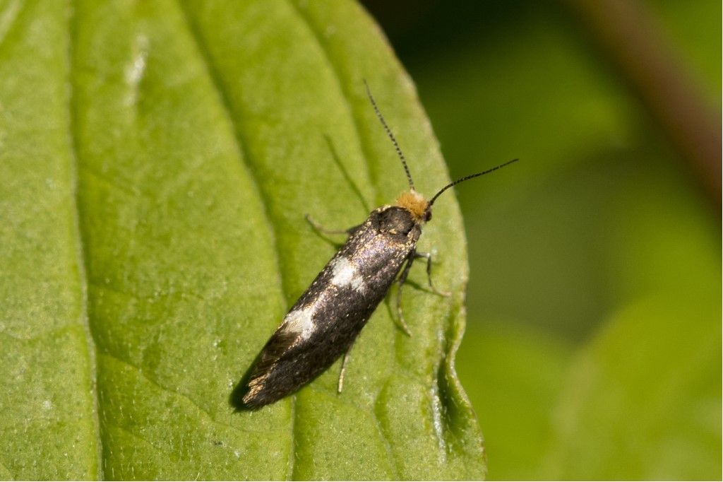 Farfallina da identificare