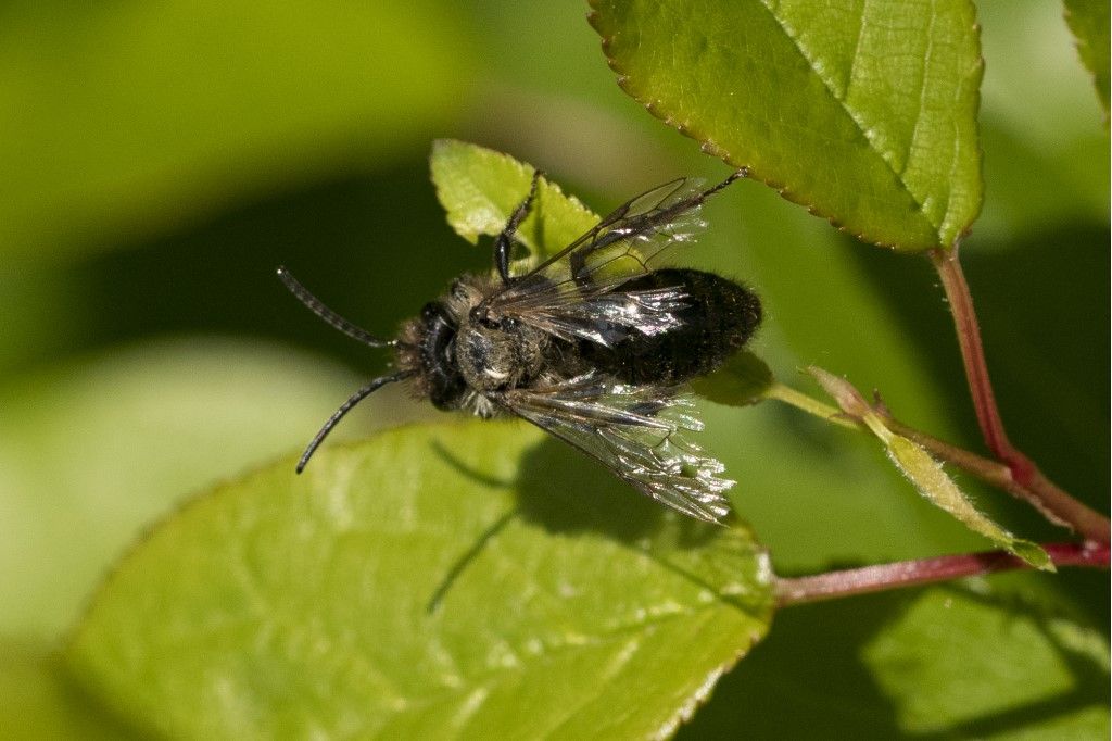 Apidae Andreninae: Andrena sp.