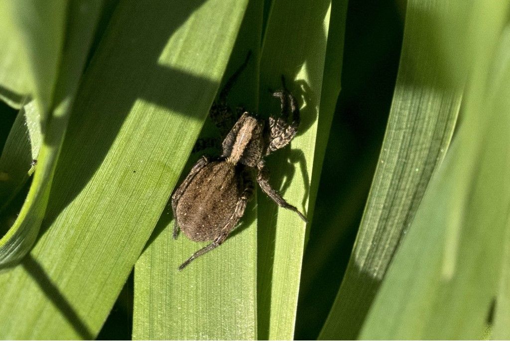 Aiuto per identificazione