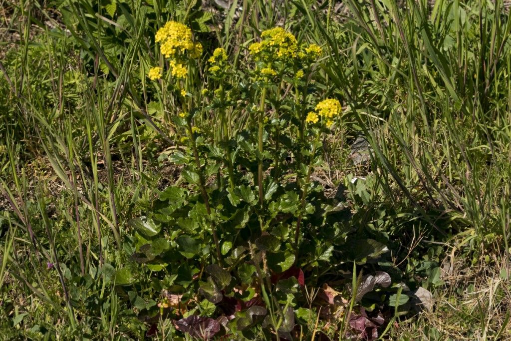 Brassicaceae: Barbarea vulgaris