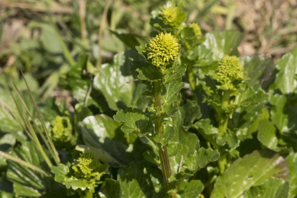 Brassicaceae: Barbarea vulgaris