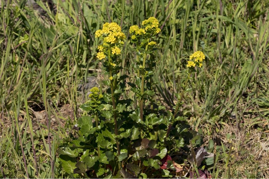 Brassicaceae: Barbarea vulgaris