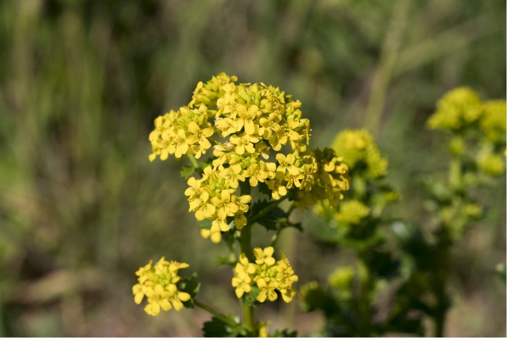Brassicaceae: Barbarea vulgaris